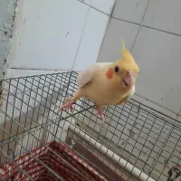 عروس هلندی