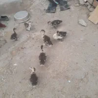 اردک اسرائیلی