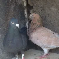 کفتر سرور