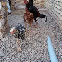مرغ و خروس لاری اوشامو