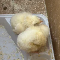 جوجه رنگی