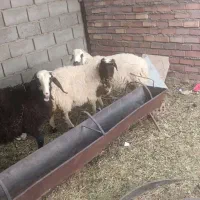 بره نر