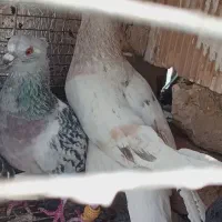 کفتر ساده هفترنگ