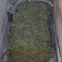 یونجه