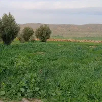 جا بجایی معلم دهدشت بایاسوج