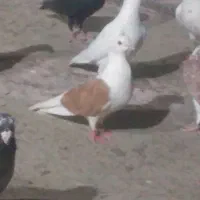 پشتی زرد