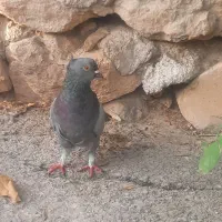 کبوتر موشی اصل