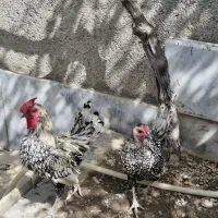 مرغ و خروس سیبرایت سیلور مینیاتوری