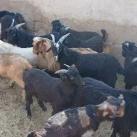 65 عدد کهره نر لری