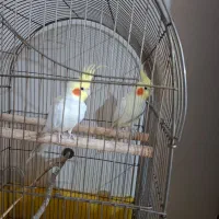 عروس هلندی