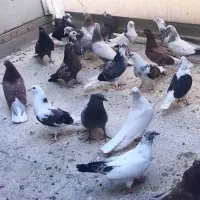 فروش کفتر انواع مختلف به صورت یکجا و تکی