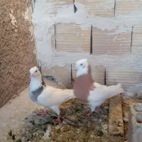 جفت طوقی بردار
