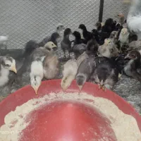 حراج جوجه لری حراج