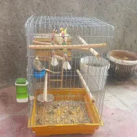 عروس هلندی مولد