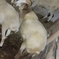 گوسفند نر