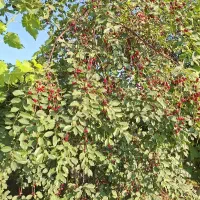 البالو رسیده و شیرین برای اجاره