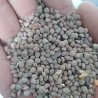 جومحلی آب خورده
