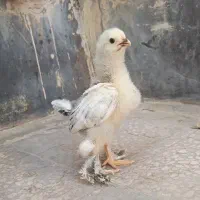 جوجه برهما فوق اصیل ، لاری و گلین و رسمی دورگ