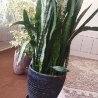 گل ها فروشی