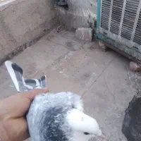 کبوتر|پرنده|پاکدشت, پاکدشت (مامازند)|دیوار