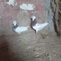 کبوتر طوقی بدون مشکل است پول لازم دارم