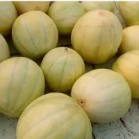 بذر یا تخم ترک سفیدک