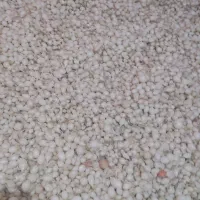 3کیلوپیاز مینروا راتا