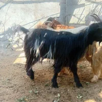 گوسفد