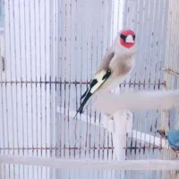 سهره پابدانایی