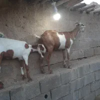 بز ماده