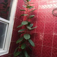 گل فیلکوس با قامت بیشتر از دو متر