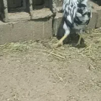 ی خروس گلین اصل