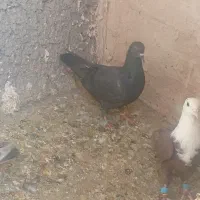 کبوتر|پرنده|نیشابور, سرآب کوشک|دیوار