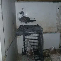 کبوتر