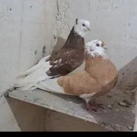 کبوتر شازده سرور
