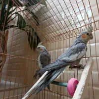 عروس هلندی