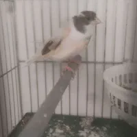 قناری ماده جفت سهره