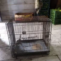 قفس پرنده