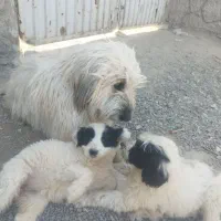 واگذاری سگ نگهبان
