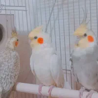 عروس هلندی و مرغ عشق