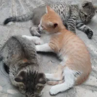 واگذاری بچه گربه