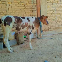 گوساله گاو ماده سویسری