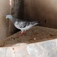 کبوتر پلاکی