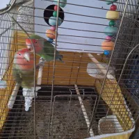 ۱ جفت کوتوله برزیلی دستی همراه با جوجه