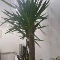 درختچه بزرگ یوکا