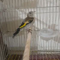 سهره جوجه بی نظیر کرمانشاه شهرکرد تبریز