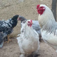 مرغ و خروس برهما لایت اصلی
