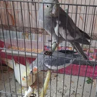 عروس هلندی
