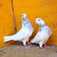 کبوتر ناب پرشی غریب