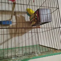 مرغ عشق جفت